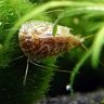 Triops